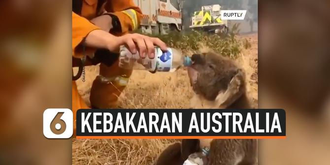 VIDEO: Haru, Pemadam Kebakaran Bantu Koala Beri Minum