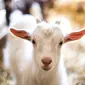 Ilustrasi kambing (iStock)