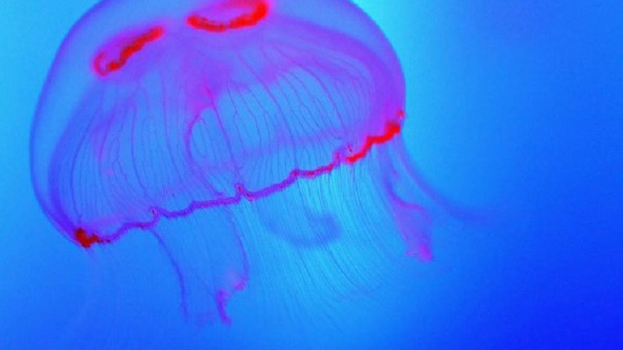 Ubur-ubur dapat hidup kembali dan beranak pinak meski tak melewati proses seksual (AFP)