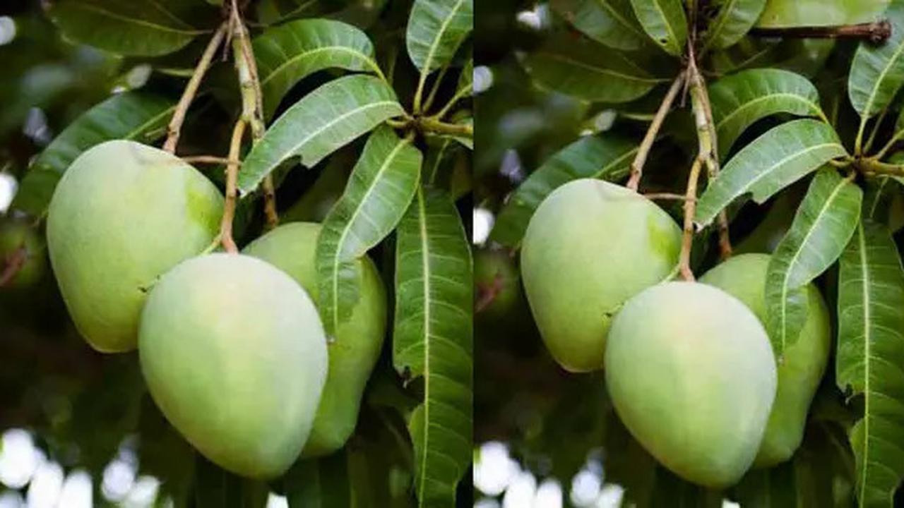 Manfaat Daun Mangga untuk Kesehatan yang Jarang Diketahui, Salah Satunya untuk Stabilkan Gula Darah