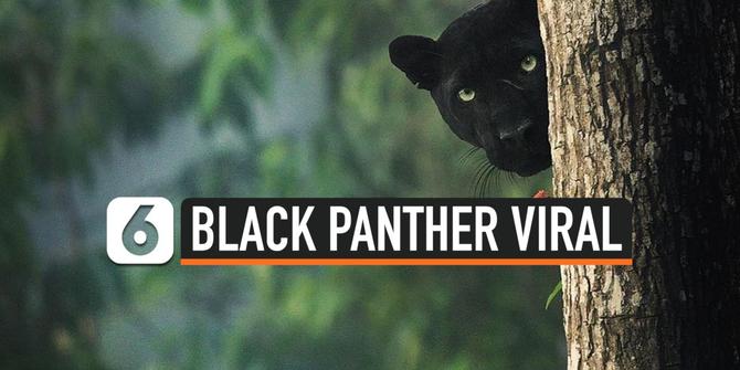 VIDEO: Penampakan Black Panther di India Hebohkan Warganet