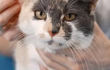 Tips Agar Kucing Anda Tidak Dihamili Kucing Liar