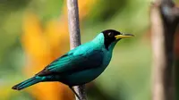 Seekor burung jenis green honeycreeper ditemukan dan terlihat di cagar alam, Kolombia dengan bulu berwarna hijau (betina) di satu sisi dan biru (jantan) di sisi lain (Wikipedia/Creative Commons).