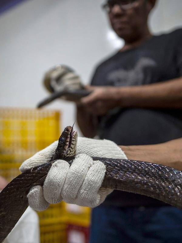 Petugas melakukan pemeriksaan kesehatan ular sebelum proses packing di salah satu perusahaan eksportir di Surabaya, 13 Februari 2019. Sebanyak 800 ekor ular jali dari Indonesia dalam keadaan hidup dikirim ke Guangzhou, China via udara (Juni Kriswanto/AFP)