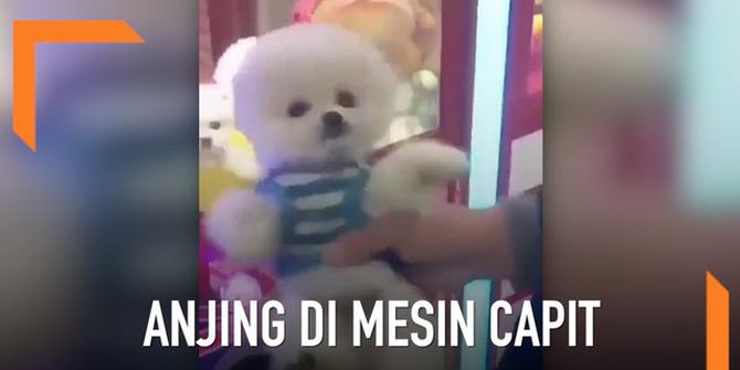 VIDEO: Anak Anjing Jadi Hadiah di Mesin Capit Mainan