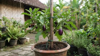 Cara Menanam Terong dari Biji untuk Kebun Rumahan, Cocok untuk Pemula