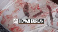 Dinas Pertanian Kota Tasikmalaya, Jawa Barat menemukan cacing hati pada hewan kurban.