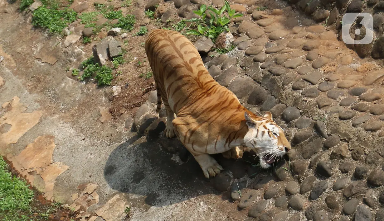 Seekor harimau terlihat di kandangnya di Taman Margasatwa Ragunan, Jakarta, Sabtu (1/8/2020). Di masa pandemi corona ini, Ragunan sepi pengunjung di libur panjang Idul Adha 1441 H dibandingkan tahun lalu. (Liputan6.com/Herman Zakharia)