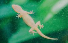 8 Tipe Jebakan Cicak, Pilih yang Paling Efektif