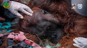 Orang Utan Sampurna Lemas Dikepung Asap Kebakaran Hutan