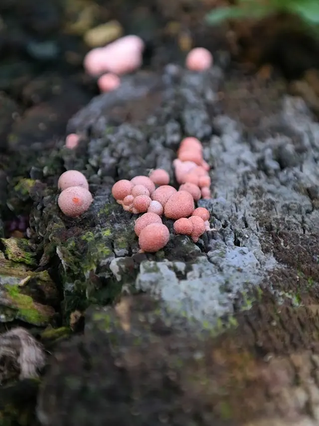 Ciri Umum Protista Mirip Jamur