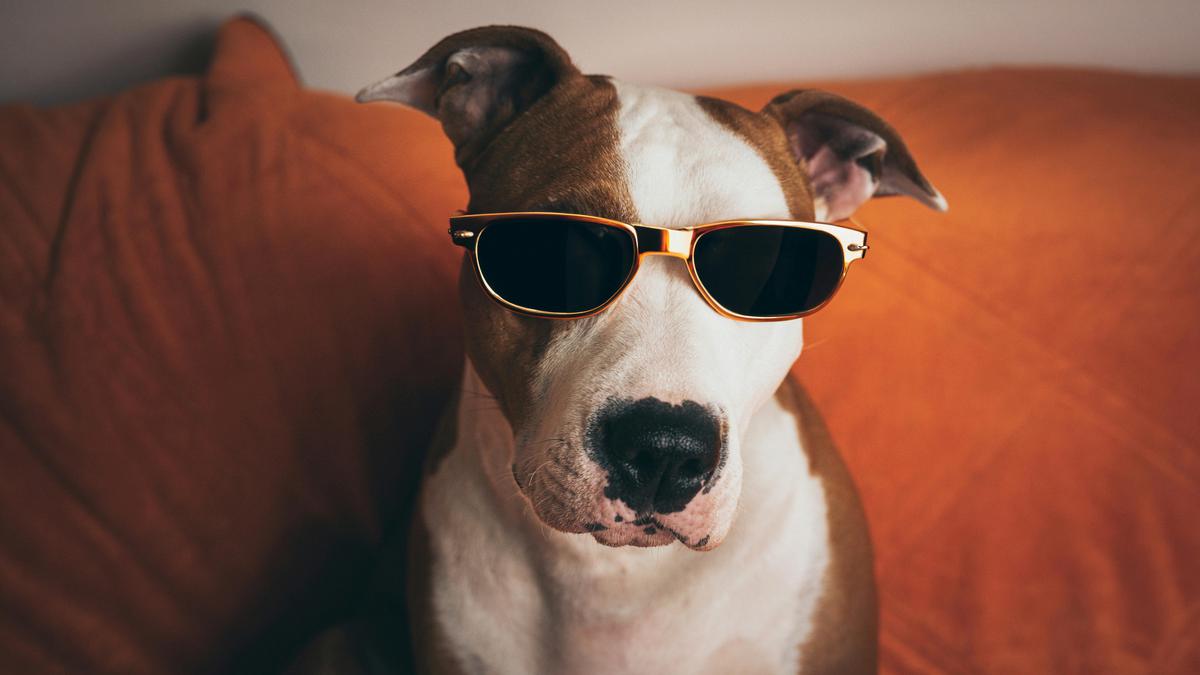 Happy Pet Lovers Day! 5 Rekomendasi Hadiah Manis untuk Anabul Kesayangan