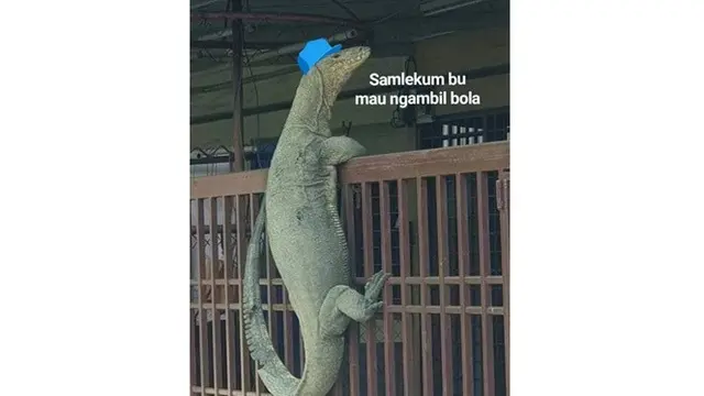 5 Kelakuan Reptil Saat Berada di Rumah Ini Bikin Geleng Kepala