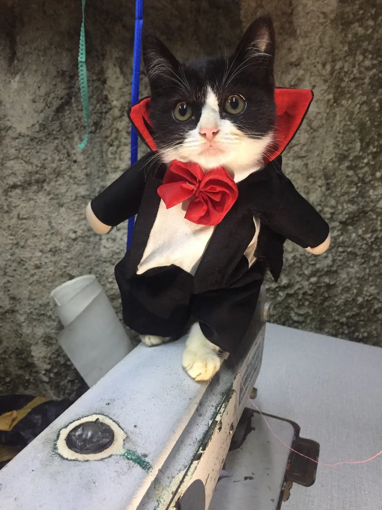 6 Pemotretan Kucing Tema Horor Ini Unik, Bikin Ngakak - Hot Liputan6.com