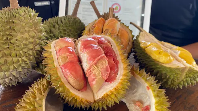 Durian Merah Banyuwangi resmi ditetapkan sebagai produk Indikasi Geografis (IG). Komoditas hortikultura khas Banyuwangi tersebut menjadi durian pertama di Indonesia yang memperoleh perlindungan IG. (Liputan6/Hermawan Arifianto)