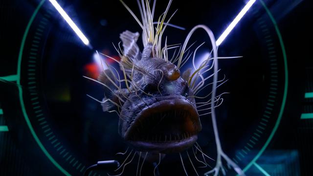 Anglerfish