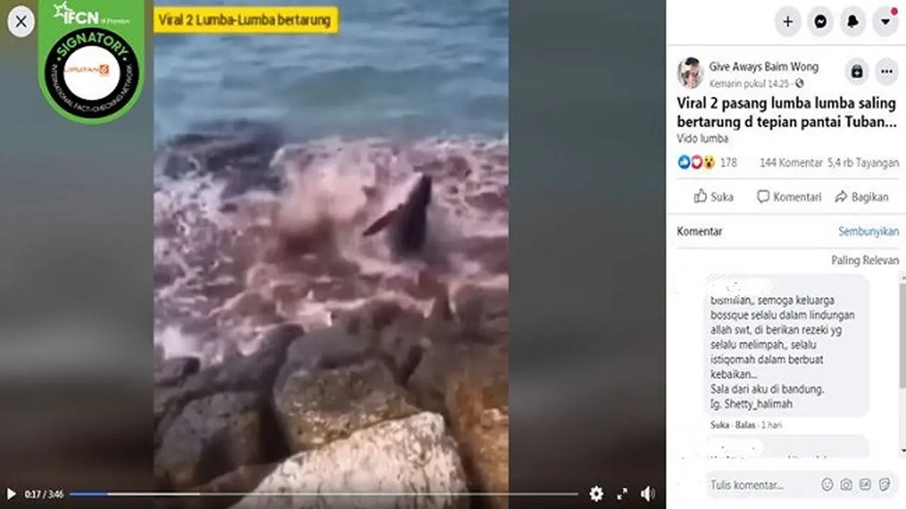 Gambar Tangkapan Layar Video Lumba-lumba