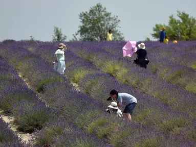 Wisatawan Asia berfoto ketika mereka berjalan melintasi ladang lavender di Valensole, sebelah tenggara Prancis pada 29 Juni 2019. Kebun lavender yang mekar mulai akhir Juni hingga Agustus ini adalah objek wisata yang populer bagi turis Asia. (Photo by GERARD JULIEN / AFP)