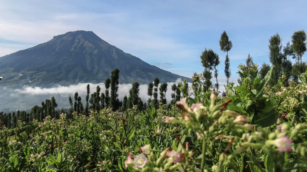 Desa Wisata Kampung Mbako