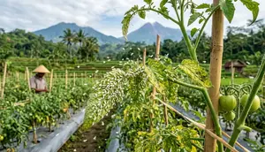 6 Cara Mengusir Kutu Kebul pada Tanaman Tomat dengan Bahan Dapur