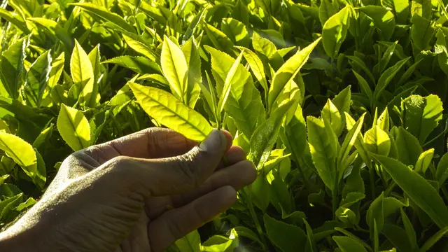 Tea Tree Oil