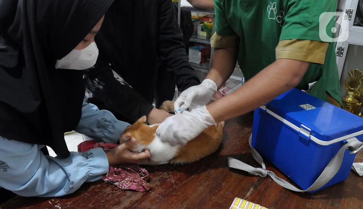 Provinsi DKI Jakarta tetap merupakan daerah resiko tinggi terhadap penularan rabies. (merdeka.com/Imam Buhori)