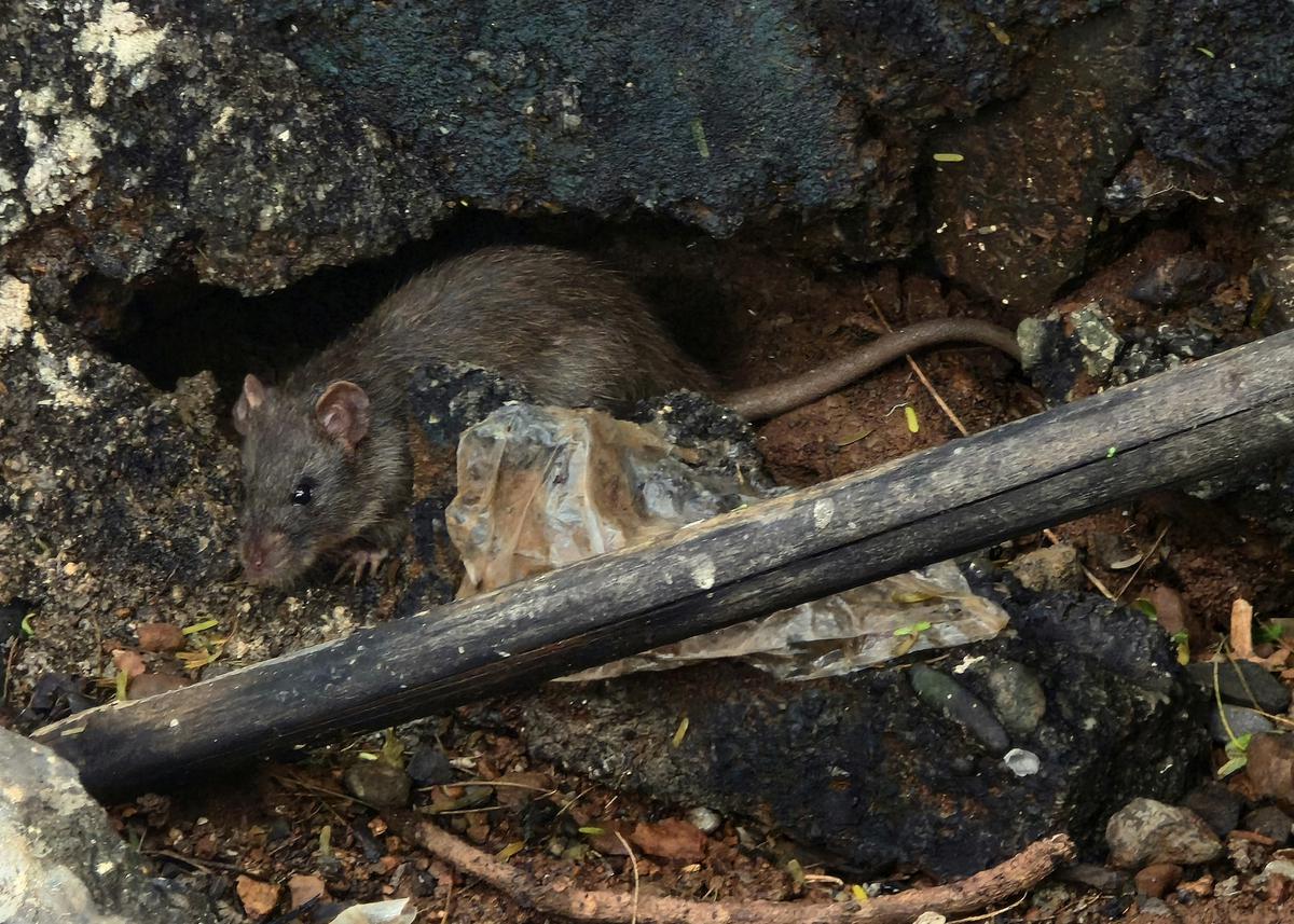 Tikus Got