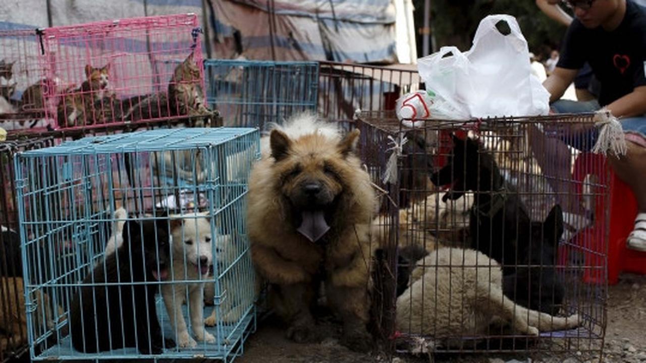 Sadis, ribuan anjing & kucing dibantai untuk dikonsumsi di China