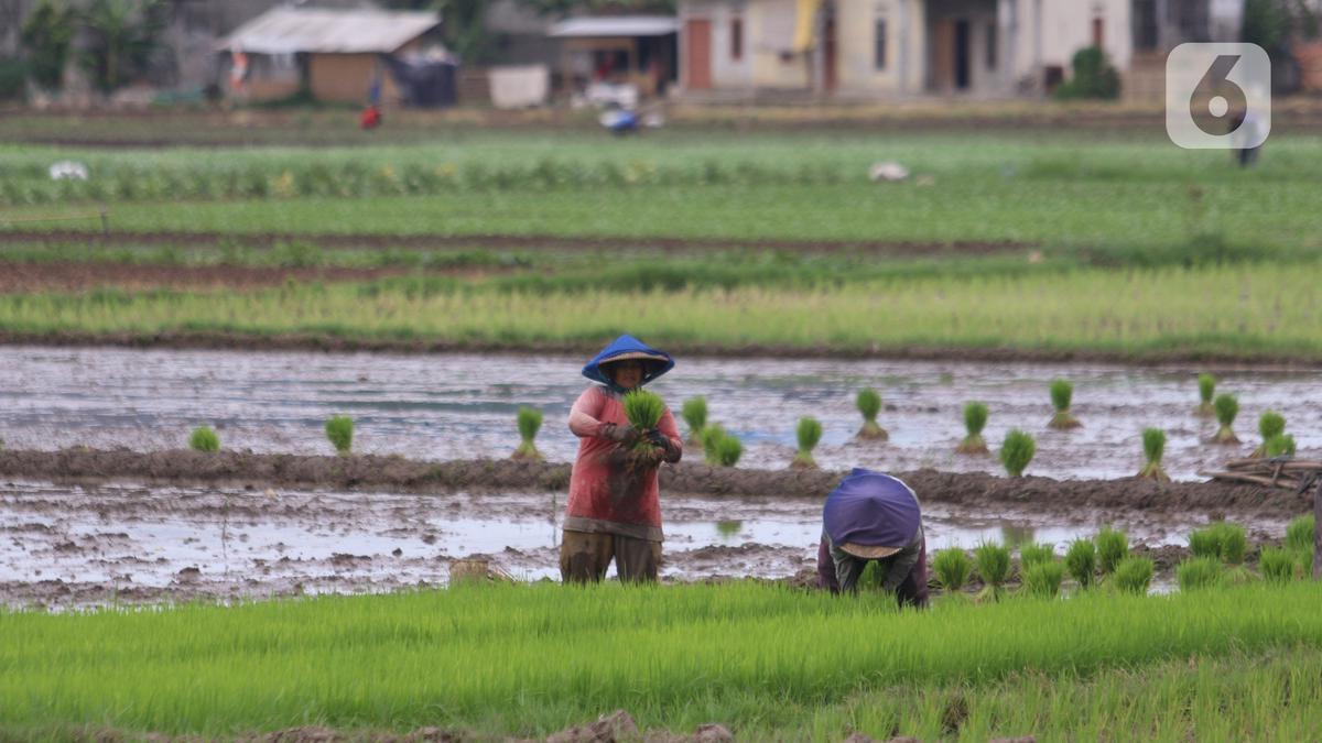 Produksi Padi Diprediksi Tembus 3,96 Juta Ton pada Juni 2025