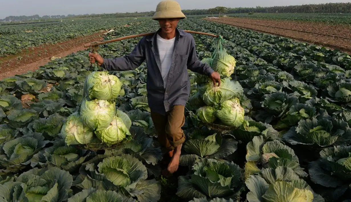 Kubis adalah sayuran yang mudah ditemui di Indonesia. Jenis sayuran ini mengandung belerang di dalamnya, yang penting untuk mengurai bahan kimia dari dalam tubuh, seperti pestisida hingga obat yang dikonsumsi ketika sakit. (AFP PHOTO / HOANG DINH NAM)