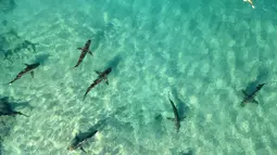 Seorang penyelam bebas berenang di samping hiu Sandbar di laut Mediterania dekat kota pesisir Israel utara Hadera, pada 30 Desember 2022. Lusinan hiu Sandbar dan Dusky berkumpul di lepas pantai Israel utara, di mana perairan Mediterania lebih hangat karena dampak pembangkit listrik Orot Rabin. (Photo by JACK GUEZ / AFP)