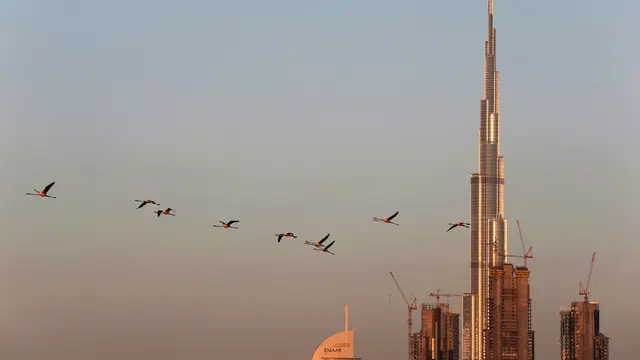 Melihat Habitat Flamingo di Tengah Mewahnya Kota Dubai