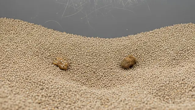 kotak pasir untuk kucing (Image by Gemini AI)