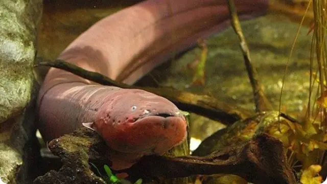 Ikan-ikan Paling Berbahaya di Dunia yang Pernah Ada