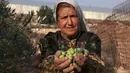 Warga Palestina menunjukkan buah zaitun mereka saat musim panen di ladang dekat tembok pemisah Israel yang kontroversial di desa Beit Awwa, sebelah barat kota Hebron, Tepi Barat, pada 23 Oktober 2023. (HAZEM BADER/AFP)