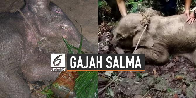 VIDEO: Kondisi Terbaru Gajah Salma Yang Ditemukan Sekarat