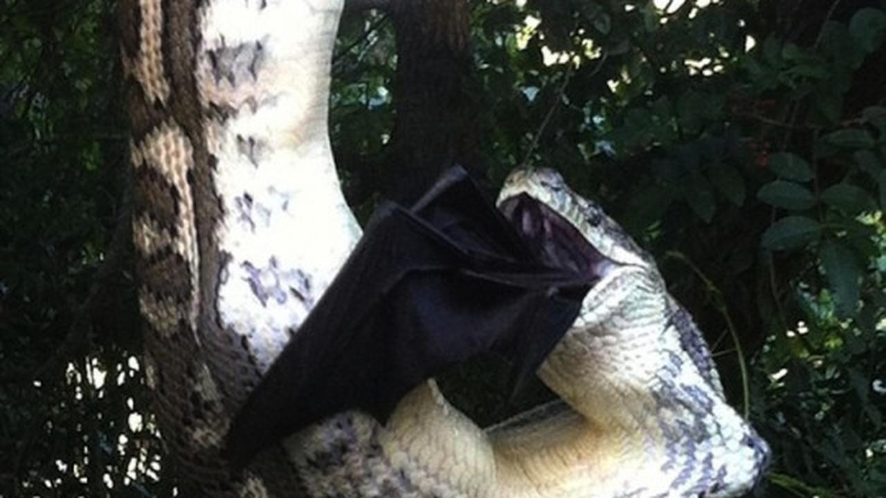 Bergelantungan, piton raksasa ini telan "Batman" 30 menit
