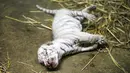 Seekor anak harimau putih berusia dua hari di kebun binatang di Managua, Nikaragua pada Rabu (3/11/2021). Tiga anak harimau putih yang baru lahir diberi makan dengan kolostrum dari seekor kambing yang baru lahir karena induknya menolak untuk menyusui mereka. (OSWALDO RIVAS / AFP)