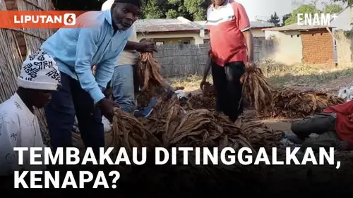 VIDEO: Kurangi Produksi Tembakau, Petani Malawi Beralih ke Tanaman Lain