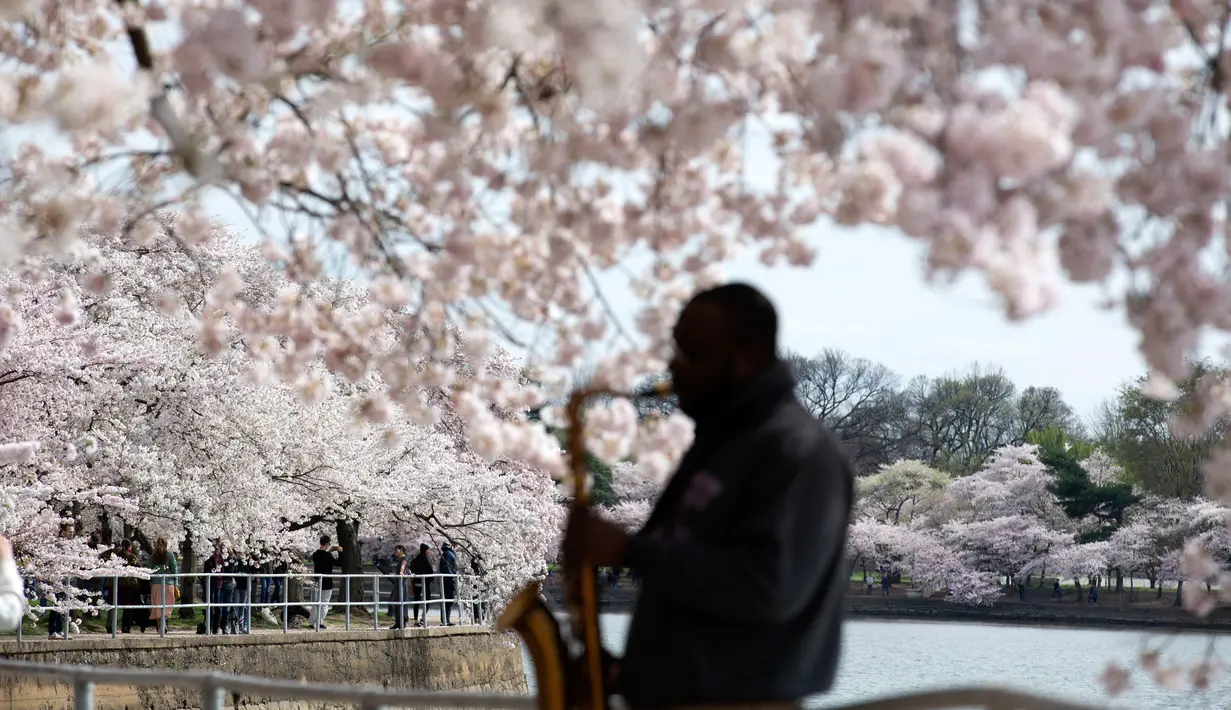 Musisi bermain ketika pengunjung berjalan di dekat pohon sakura yang mekar penuh di Tidal Basin, Washington, Minggu (22/3/2020). Puncak mekar bunga sakura tahun ini disebut-sebut yang paling cepat sejak 2012 tersebut  bertepatan dengan wabah pandemi virus corona. (AP/Jose Luis Magana)