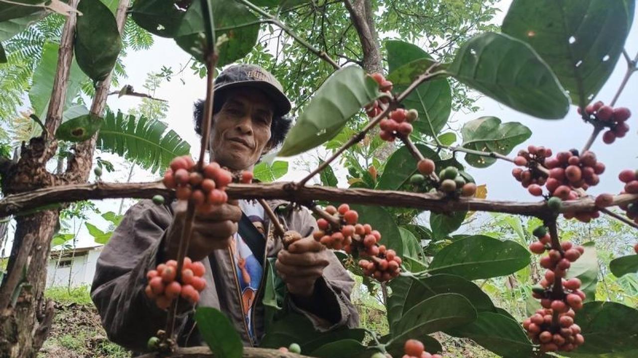 Pendapatan Petani Kopi Cikajang Meroket: Dari Rp1,3 Juta Jadi Rp4,5 Juta per Bulan Berkat Program Astra