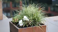 6 Jenis Rumput Hias Cocok Ditanam dalam Pot, Percantik Teras hingga Balkon