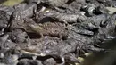 Ribuan buaya kelaparan yang berada di sebuah kolam di peternakan di Kota San Manuel, Honduras, Minggu (1/11). Ribuan buaya itu kelaparan setelah pemilik mereka ditahan karena terlibat perdagangan narkoba. (AFP PHOTO/Orlando SIERRA)