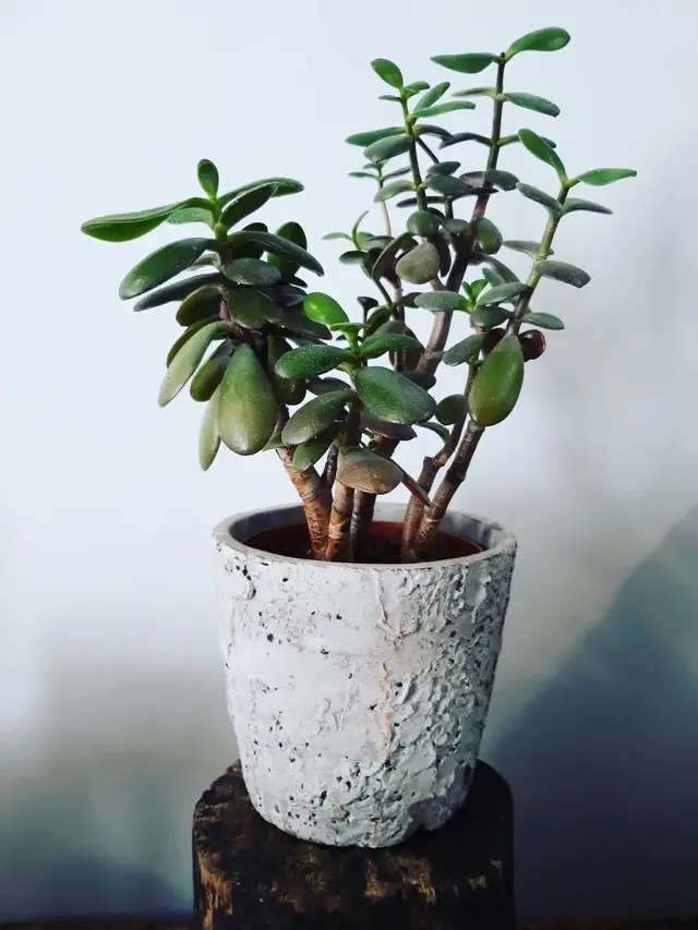 10 Tanaman Cantik yang Mudah untuk Ditanam di Rumah