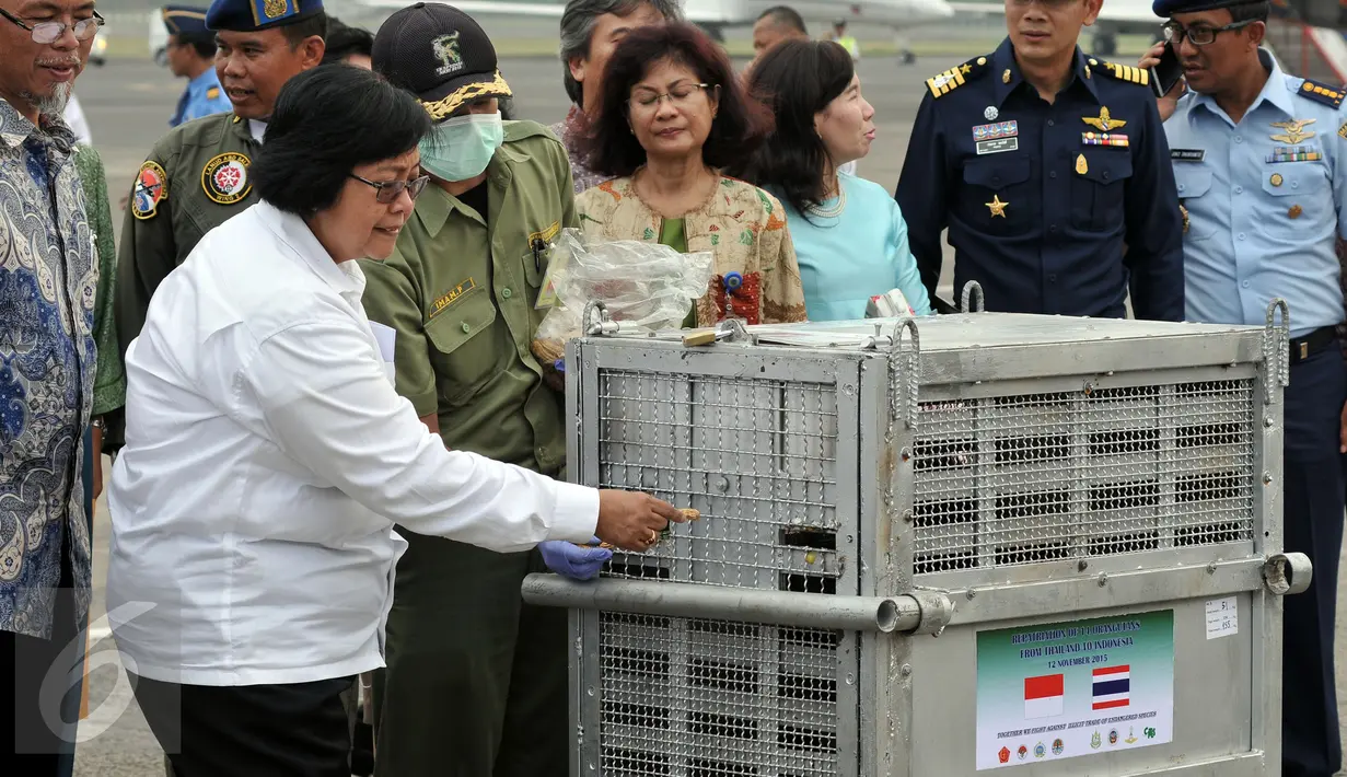 Kementrian Lingkungan Hidup dan Kehutanan, Siiti Nurbaya saat memberi makanan kepada Orang utan didalam kandang selama acara penyambutan kedatangan 14 orang utan di Halim Perdanakusuma, Jakarta, Kamis, (12/11/2015). (Liputan6.com/JohanTallo)