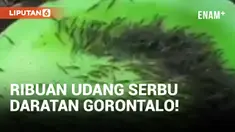 Permukiman Warga di Gorontalo Diserbu Ribuan Udang yang Naik ke Darat