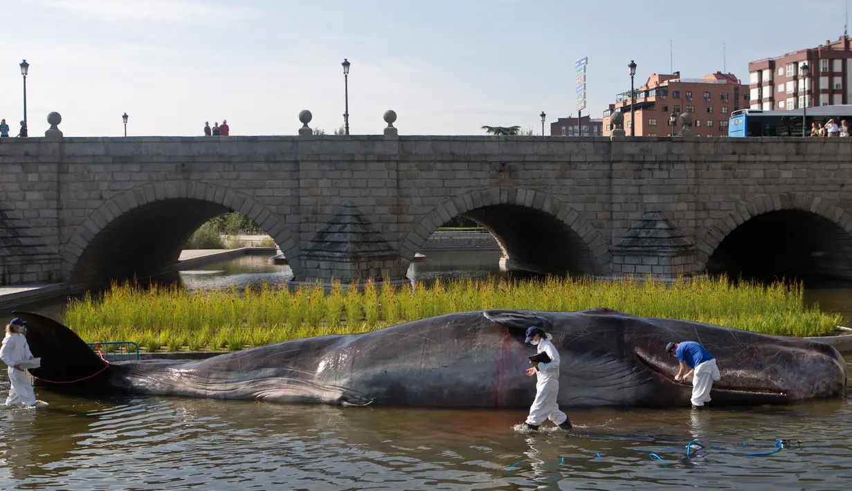 Sejumlah orang berpakaian ilmuwan memeriksa patung paus sperma berbahan fiberglass di sungai Manzanares, Madrid, 14 September 2018. Paus berukuran 15 meter tersebut merupakan instalasi seni karya Kapten Boomer. (AP Photo/Paul White)