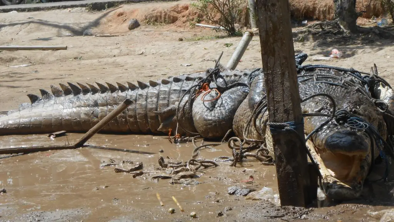 buaya 