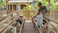 Ternak Domba Garut Tanpa Ngarit, 12 Rahasia Sukses Hemat Tenaga dan Waktu