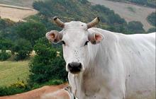 Indonesia Bakal Impor 2.350 Ekor Sapi Asal Australia